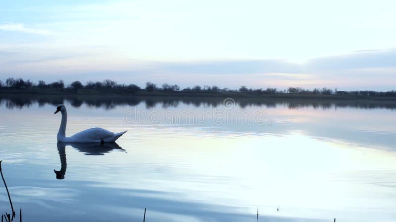 Swans湖日出
