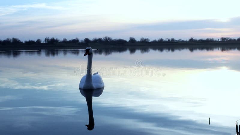 Swans湖日出