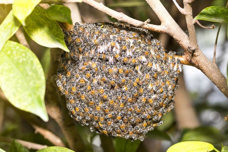 Swarm Bee and honeycomb on the tree in forest stock photos