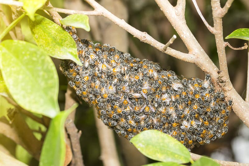 Swarm Bee and honeycomb on the tree in forest stock images