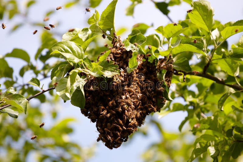 Swarm of bees stock photography Swarm of bees stock photography
