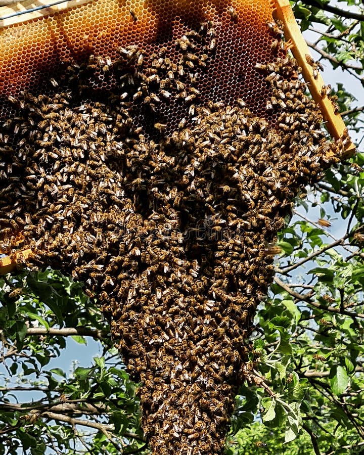 Swarm of bees royalty free stock image Swarm of bees royalty free stock image