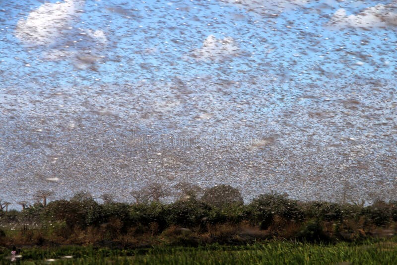 Swarm of locust