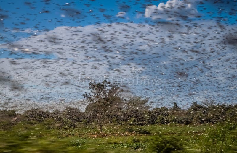 Swarm of locust