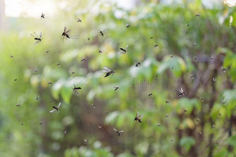 Swarm of mosquitoes fly stock photo. Image of background 246072920