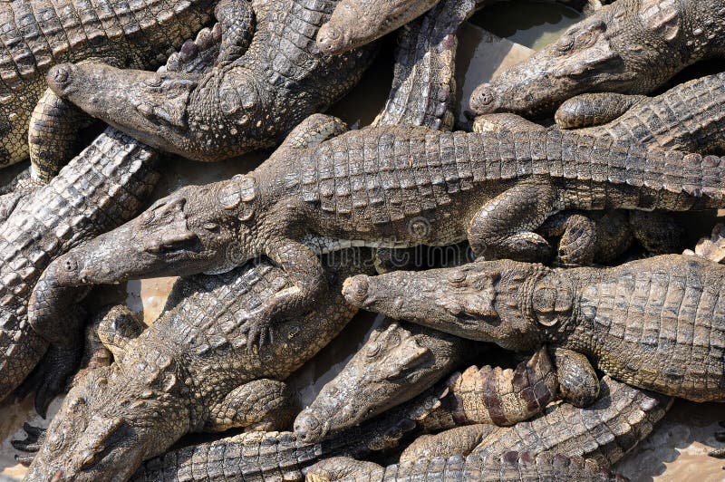 Swarm of Siamese Crocodiles stock photo
