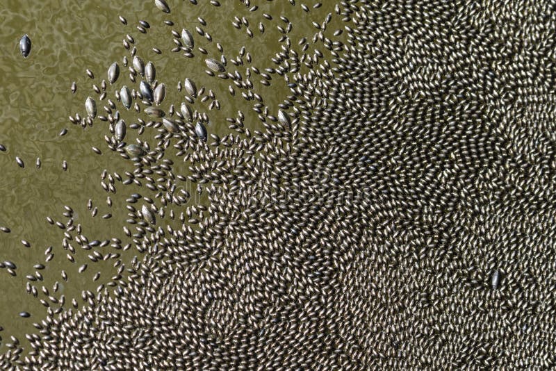 Swarming of whirligig beetles royalty free stock photo Swarming of whirligig beetles royalty free stock photo