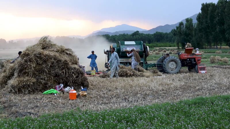 Swat paquistão 24 de maio de 2023 : agricultor e trabalhador que trabalha nos campos de trigo no Verão