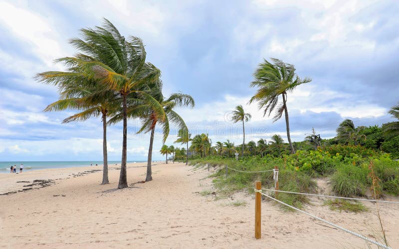 Swaying palm trees on Fort Lauderdale Beach. royalty free stock photos Swaying palm trees on Fort Lauderdale Beach. royalty free stock photos