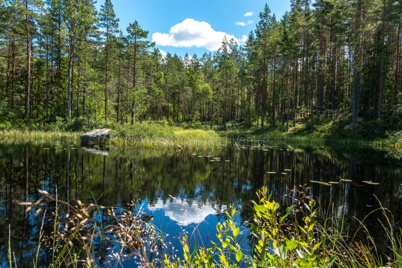 Sweden / Untouched Nature Along a Small River in Central Sweden in Stock Photo - Image of beautiful, balance: