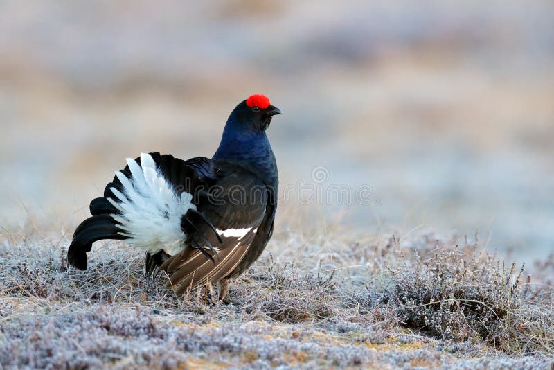 Sweden wildlife. Black grouse on the pine tree. Nice bird Grouse, Tetrao tetrix, in marshland, Polalnd. Spring mating season in