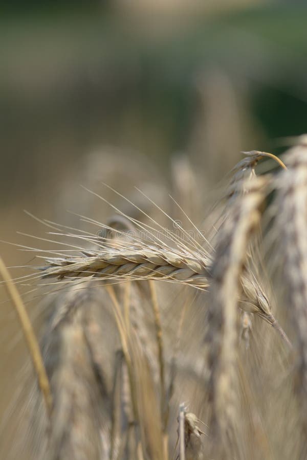 Swedish rural environment with harvest and machines on the fields. Macro photo, sunny sky, closeups, hay bales on trailer ready for the barn. Swedish rural environment with harvest and machines on the fields. Macro photo, sunny sky, closeups, hay bales on trailer ready for the barn