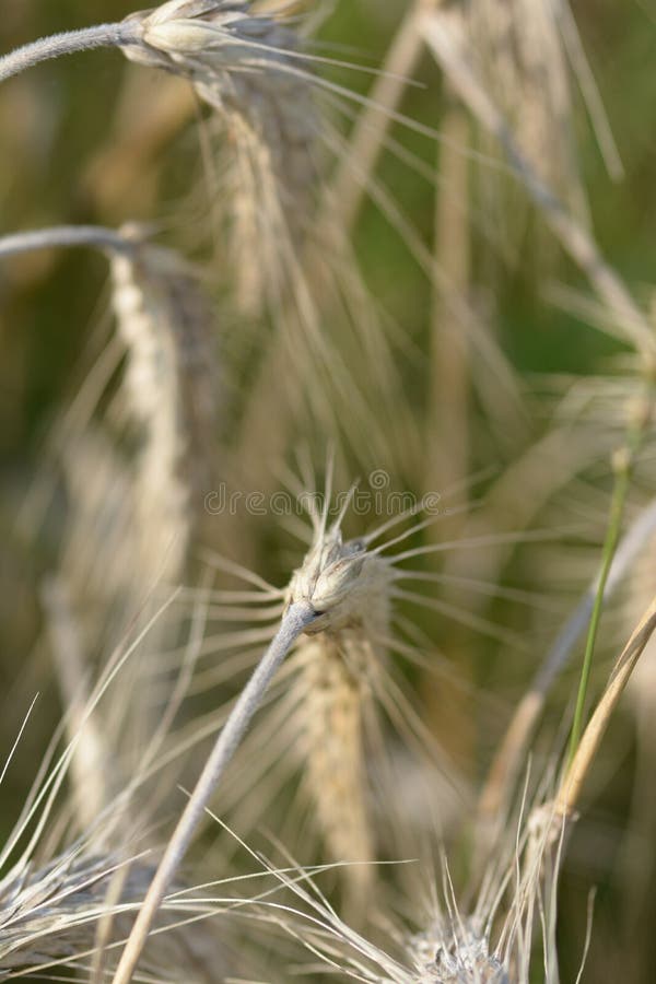 Swedish rural environment with harvest and machines on the fields. Macro photo, sunny sky, closeups, hay bales on trailer ready for the barn. Swedish rural environment with harvest and machines on the fields. Macro photo, sunny sky, closeups, hay bales on trailer ready for the barn