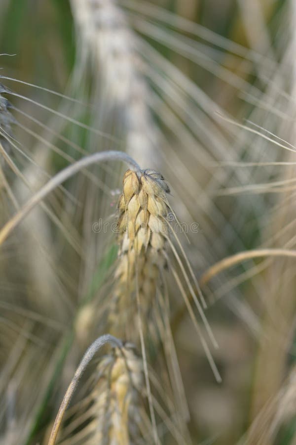 Swedish rural environment with harvest and machines on the fields. Macro photo, sunny sky, closeups, hay bales on trailer ready for the barn. Swedish rural environment with harvest and machines on the fields. Macro photo, sunny sky, closeups, hay bales on trailer ready for the barn