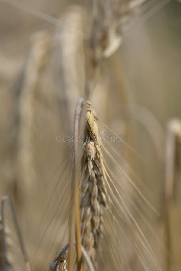 Swedish rural environment with harvest and machines on the fields. Macro photo, sunny sky, closeups, hay bales on trailer ready for the barn. Swedish rural environment with harvest and machines on the fields. Macro photo, sunny sky, closeups, hay bales on trailer ready for the barn