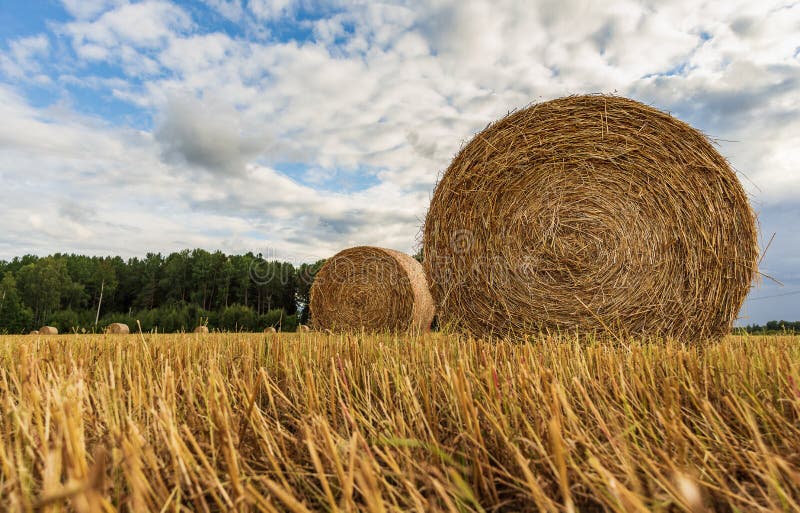 Swedish landscape with rolled grass in the fields that the farmers work with during the month of July and August