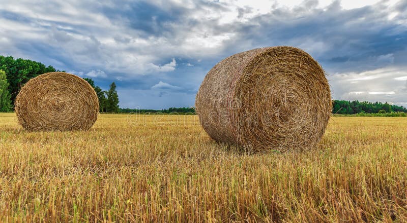 Swedish landscape with rolled grass in the fields that the farmers work with during the month of July and August