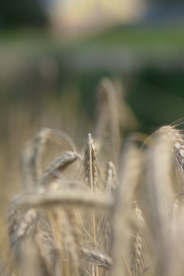 Swedish rural environment with harvest and machines on the fields. Macro photo, sunny sky, closeups, hay bales on trailer ready for the barn. Swedish rural environment with harvest and machines on the fields. Macro photo, sunny sky, closeups, hay bales on trailer ready for the barn