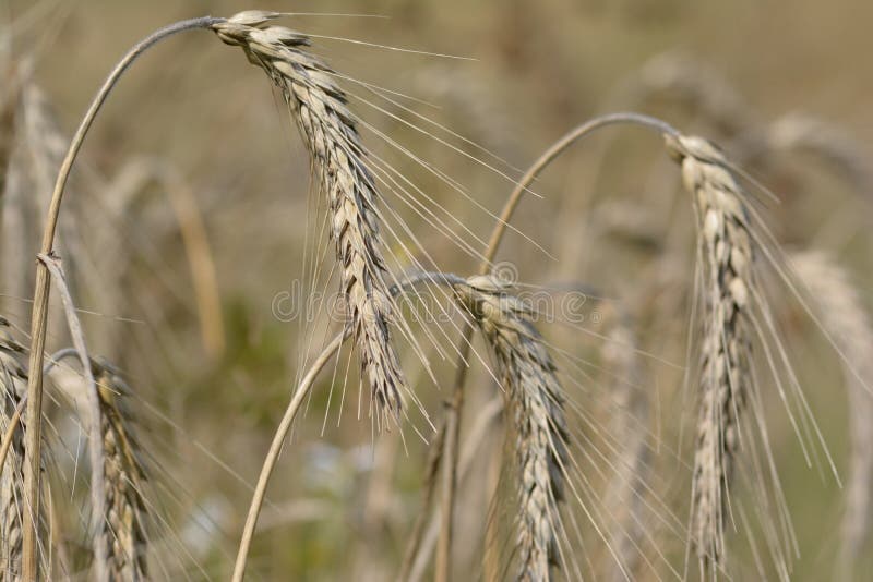 Swedish rural environment with harvest and machines on the fields. Macro photo, sunny sky, closeups, hay bales on trailer ready for the barn. Swedish rural environment with harvest and machines on the fields. Macro photo, sunny sky, closeups, hay bales on trailer ready for the barn