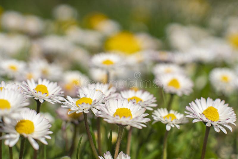Swedish Spring and Summer Flower Bed Macro Landscape Scene. White and Yellow English Daisy and Dandelion Flower Fields.