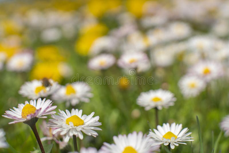 Swedish Spring and Summer Flower Bed Macro Landscape Scene. White and Yellow English Daisy and Dandelion Flower Fields.