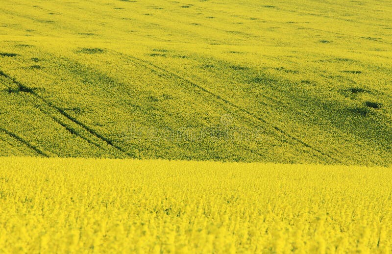 Simply photo of Swedish turnip in the fields