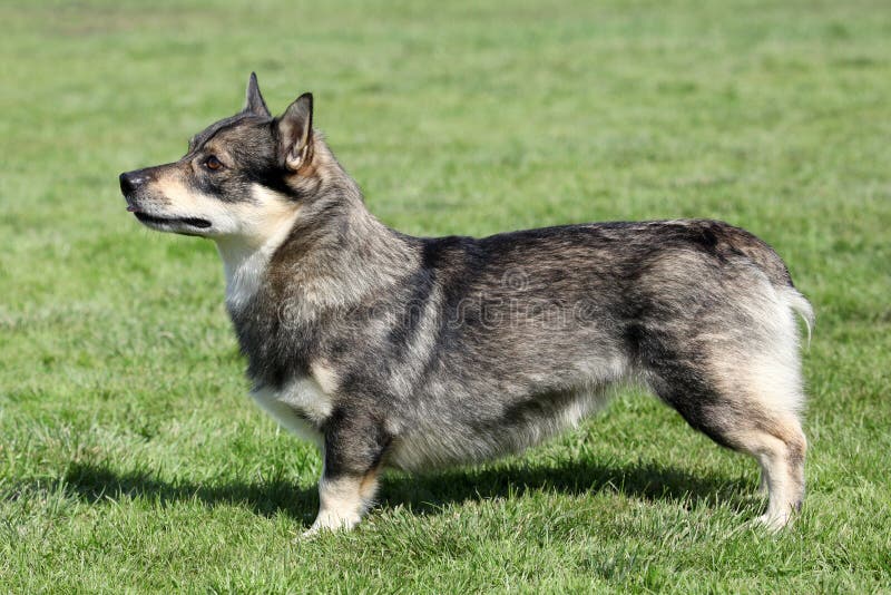 The typical Swedish Vallhund in the garden