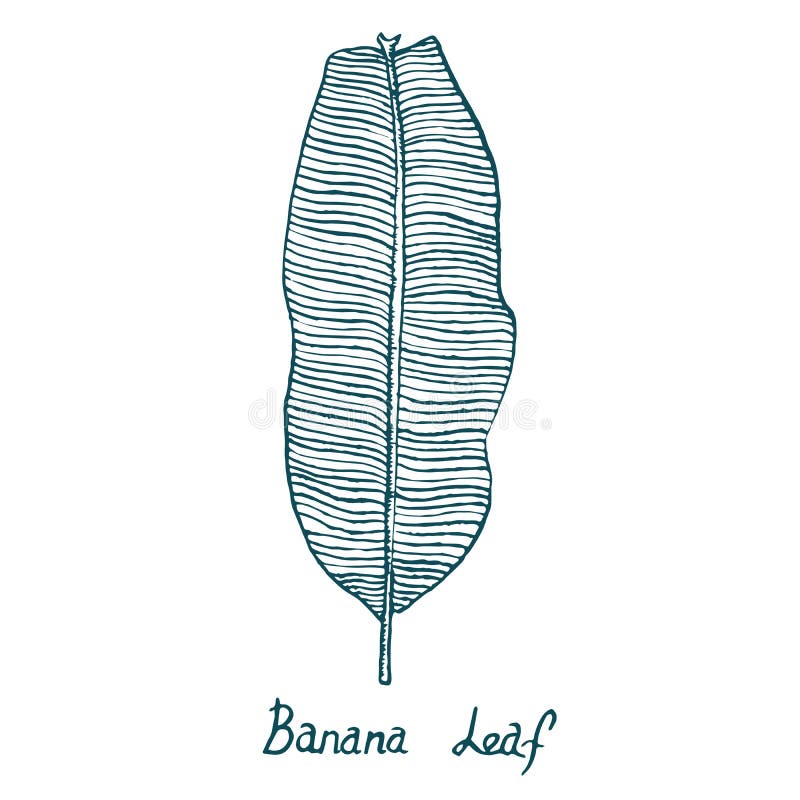 wallpapers Banana Leaf Outline Images sweet banana leaf hand drawn doodle