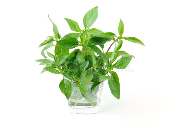Sweet Basil stock image. Image of basil, plant, glass 16412459