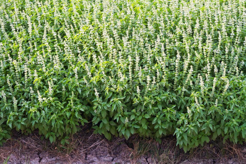 Sweet basil with flowers