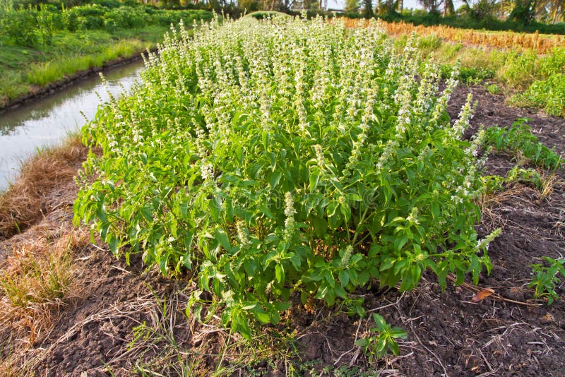 Sweet basil with flowers