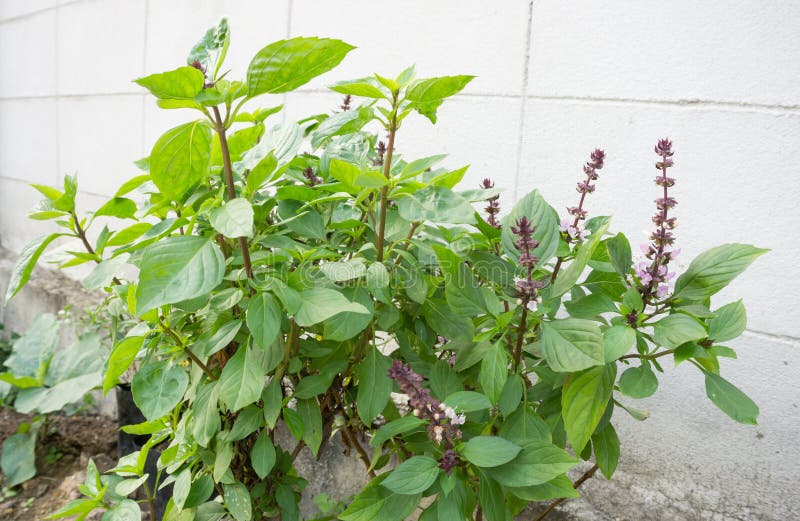 Sweet basil stock image. Image of food, flower, bloom 49685993