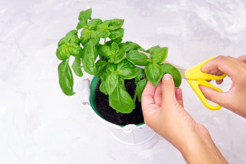 Sweet basil harvesting stock image. Image of concrete 219176009
