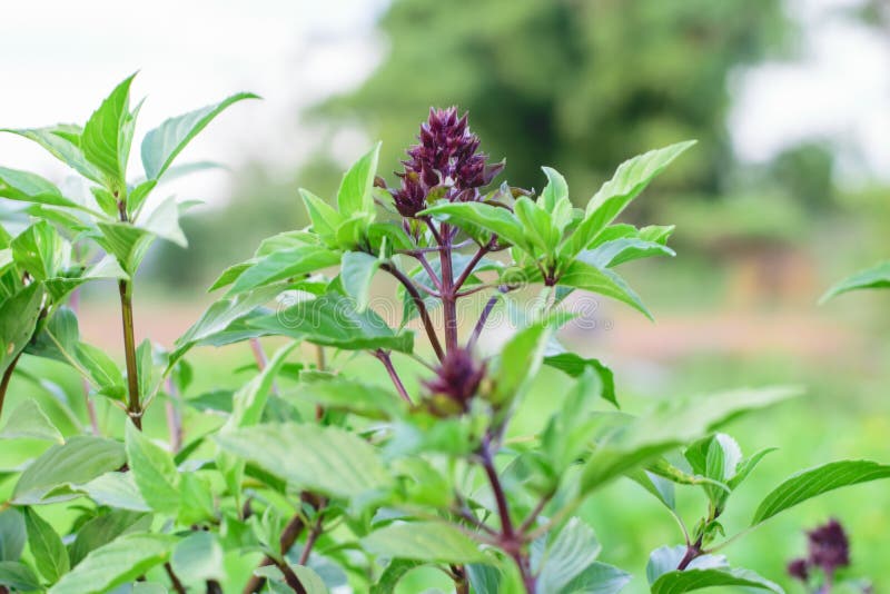 Sweet basil herb stock image. Image of vegetable, basilicum 61975463