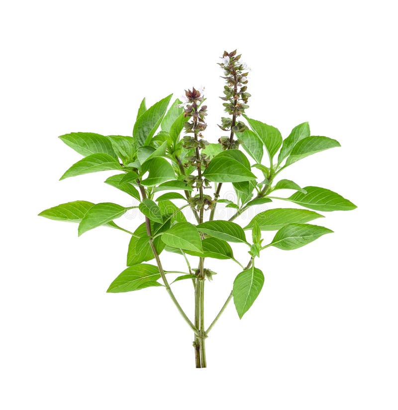 Sweet Basil Isolated on White Background Stock Image Image of thai