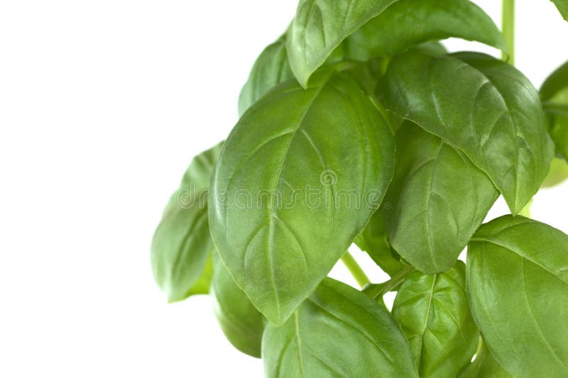Sweet Basil Leaves stock photo. Image of ingredient, life 19432660