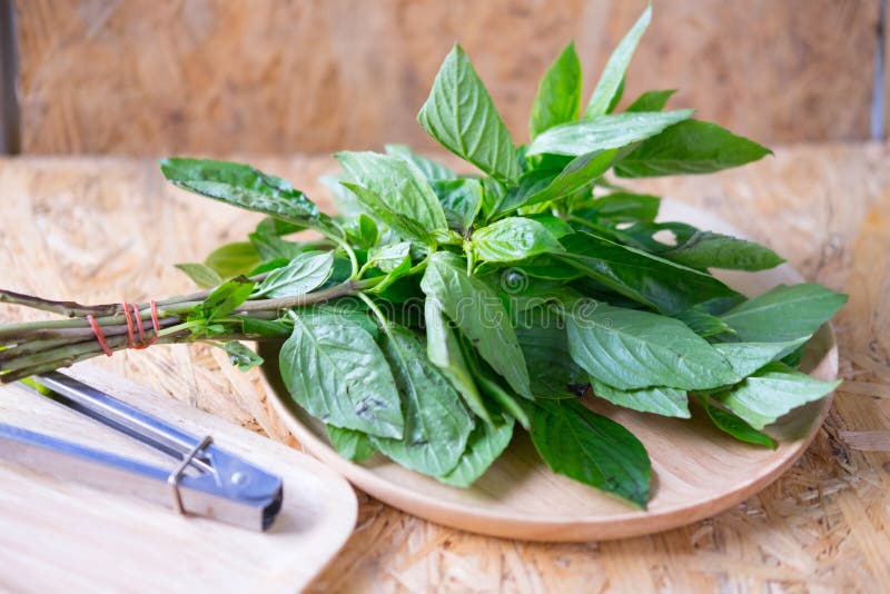 Sweet basil leaves stock photo. Image of ingredients 83880130