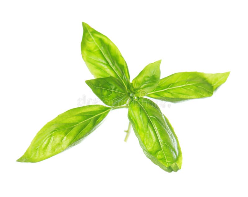 Sweet basil leaves stock photo. Image of flavoring, condiment 53258940