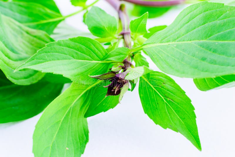 Sweet Basil Leaves Isolated Stock Image Image of cooking, green 54255597