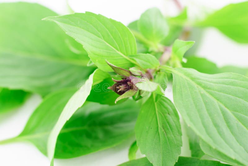 Sweet Basil Leaves Isolated Stock Image Image of green, cooking 54723247