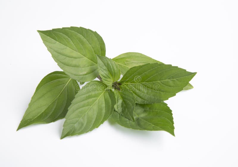 Sweet basil leaves stock photo. Image of healthy, freshness 71389924