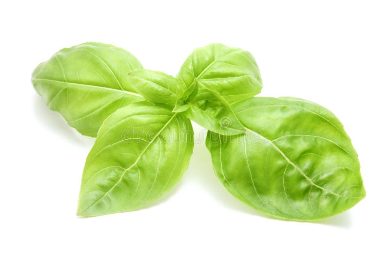 Fresh sweet basil leaf stock photo. Image of healthy 19011294