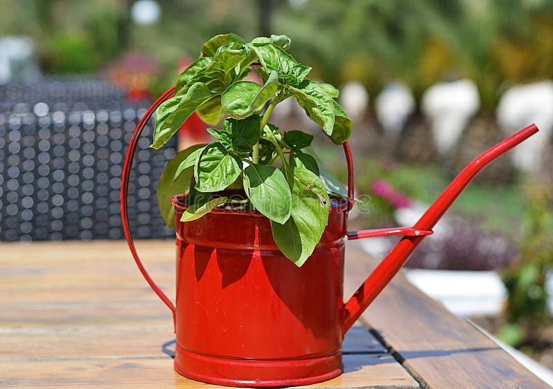 Sweet basil stock photo. Image of garden, botanical, growing 31129484