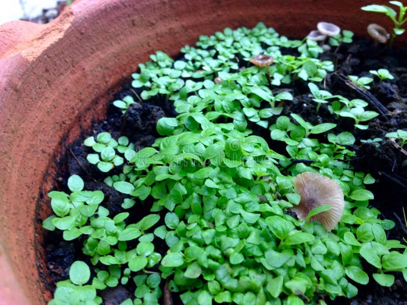 Sweet basil wallpaper stock photo. Image of close, basil 74051534