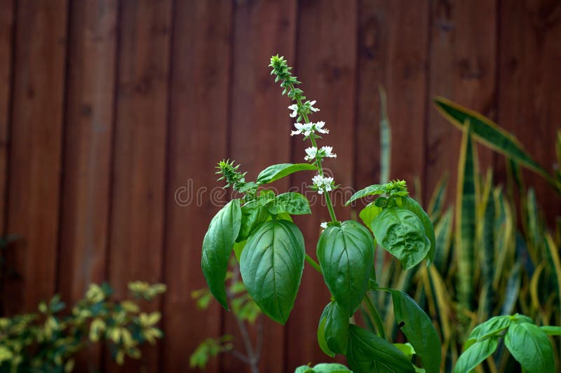 Sweet Basil Plant In Bloom