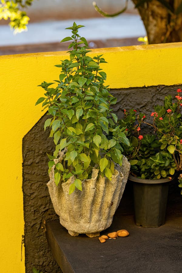 Sweet Basil Plant stock photo. Image of freshness, dicot 263479464