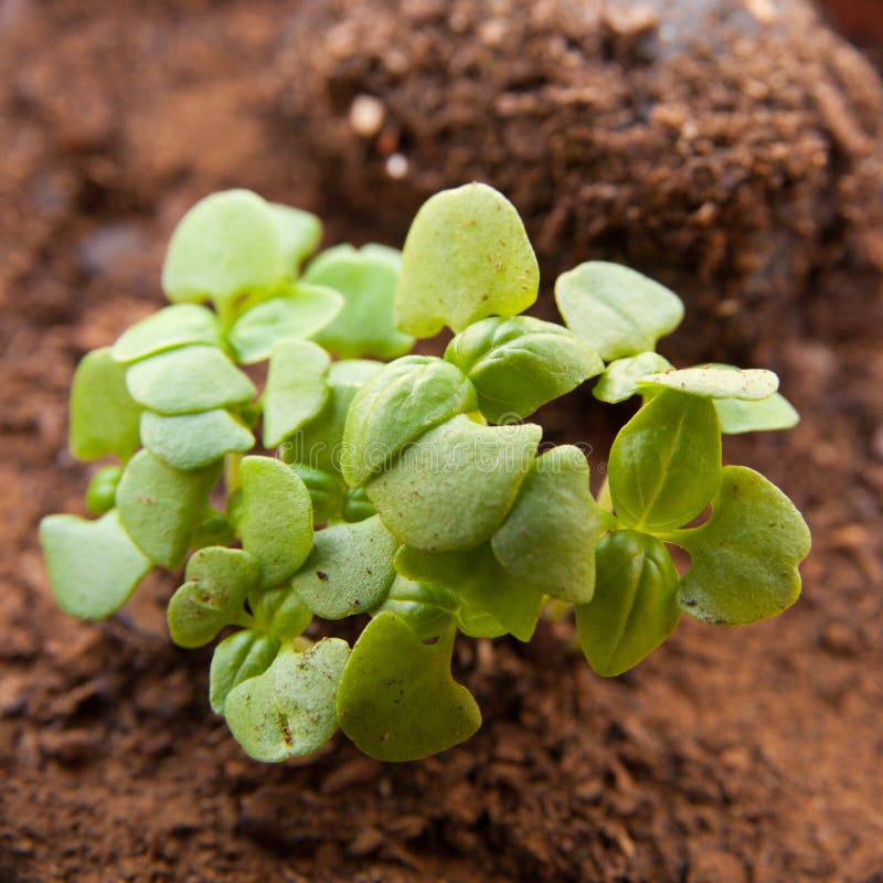 Sweet basil seedlings stock photo. Image of nature, aromatic 21418080