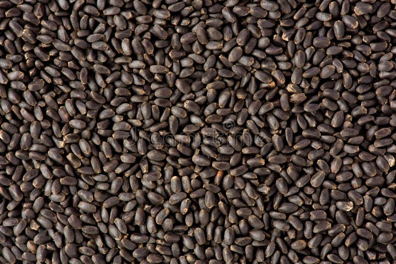 Sweet Basil Seeds (Ocimum Basilicum) Stock Photo Image of sweet