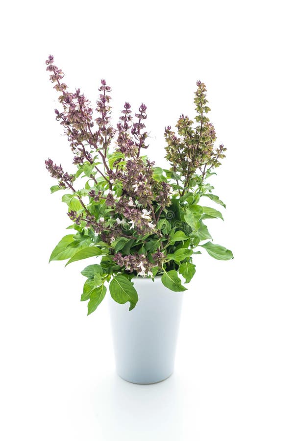 Sweet Basil or Thai Basil stock photo. Image of basil 97776994