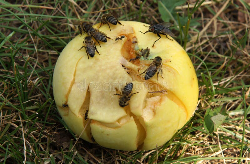 Download Sweet bee planet stock photo. Image of black, sweet ...